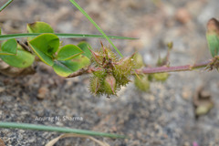 Indigofera nummulariifolia